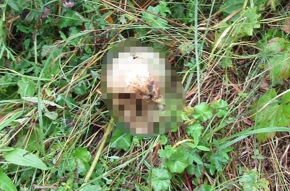 В Шуе нашли череп человека. ФОТО: УМВД по Ивановской области