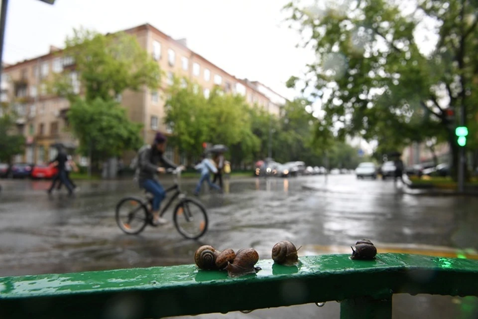 Тюменцам предлагают брать с собой при выходе на улицу зонт или дождевик