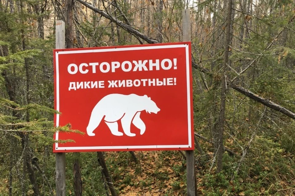 В Братске в дачном поселке Зяба медведь поломал ветки деревьев