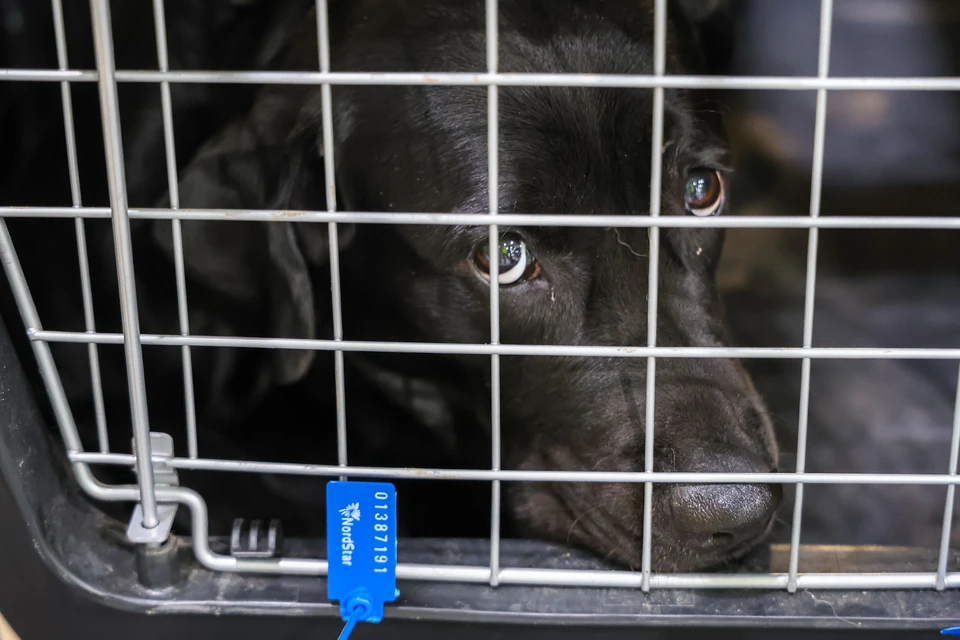 15 нарушений правил вывоза животных выявили в аэропорту Нижнего Новгорода.