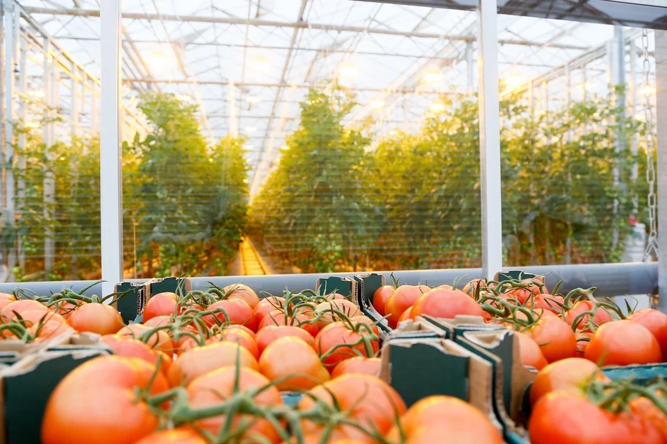 Москвичам рассказали о трех подходах к локальному производству продуктов