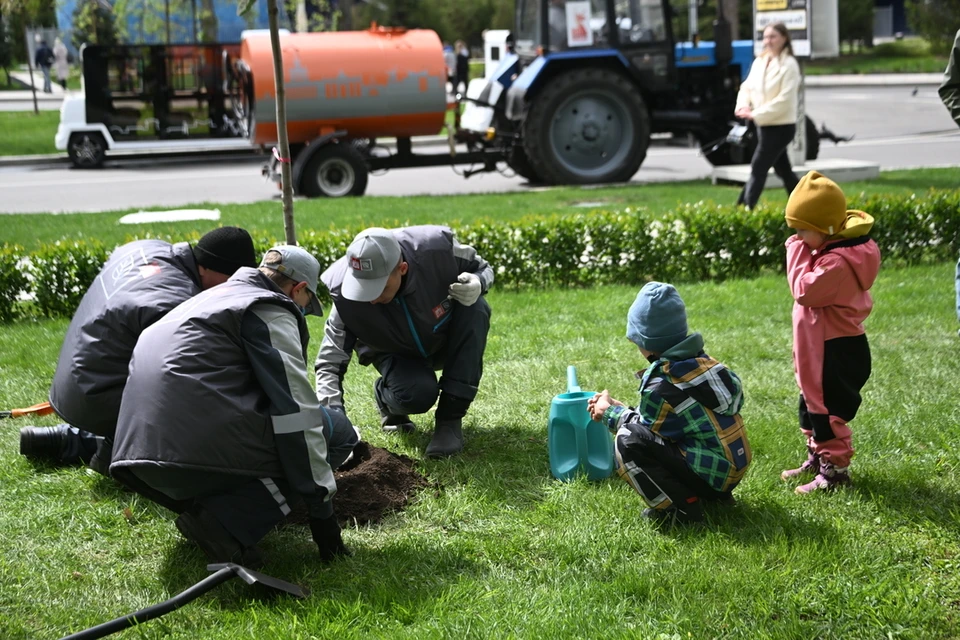 В Новосибирске высадят почти 240 деревьев и кустарников.