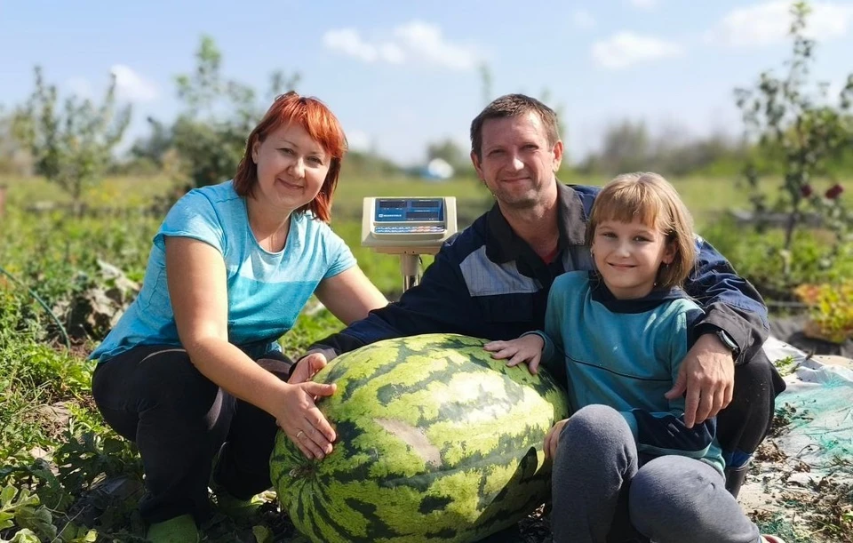 Семья вырастила арбуз-гигант в открытом грунте без использования теплицы / Фото: vk.com/kin_r