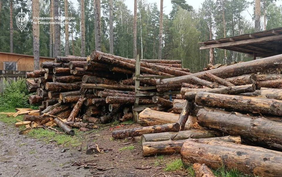 Группа браконьеров в Свердловской области годами вырубала заповедный лес Фото: УФСБ России по Свердловской области