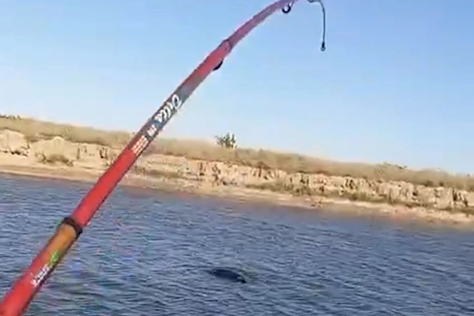 Фото: скриншот видео t.me/delfacenter