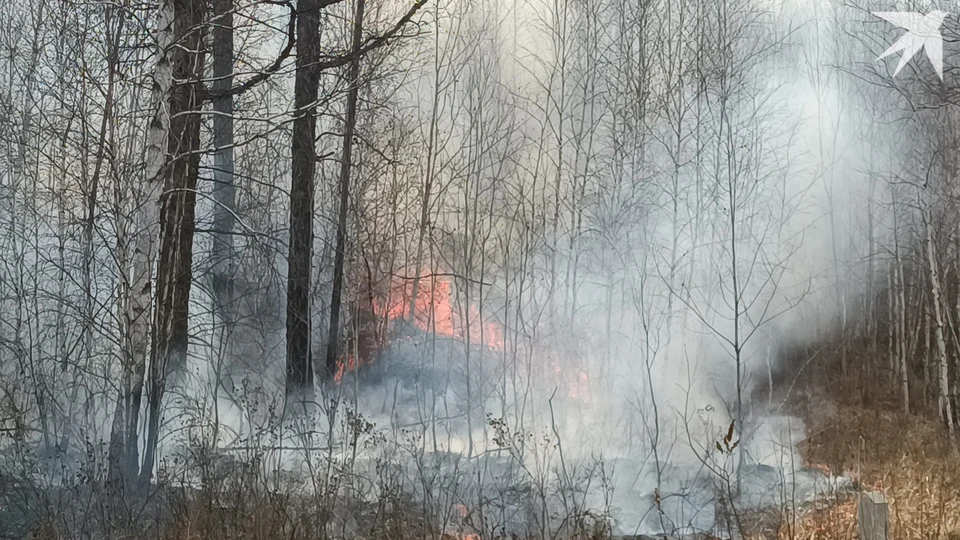 Лесных пожаров по вине человека в Мурманской области стало меньше.