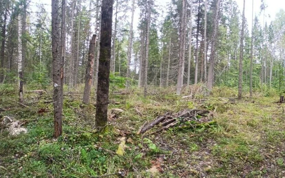 Незаконно вырубил 15 деревьев. Фото: МВД по Удмуртии