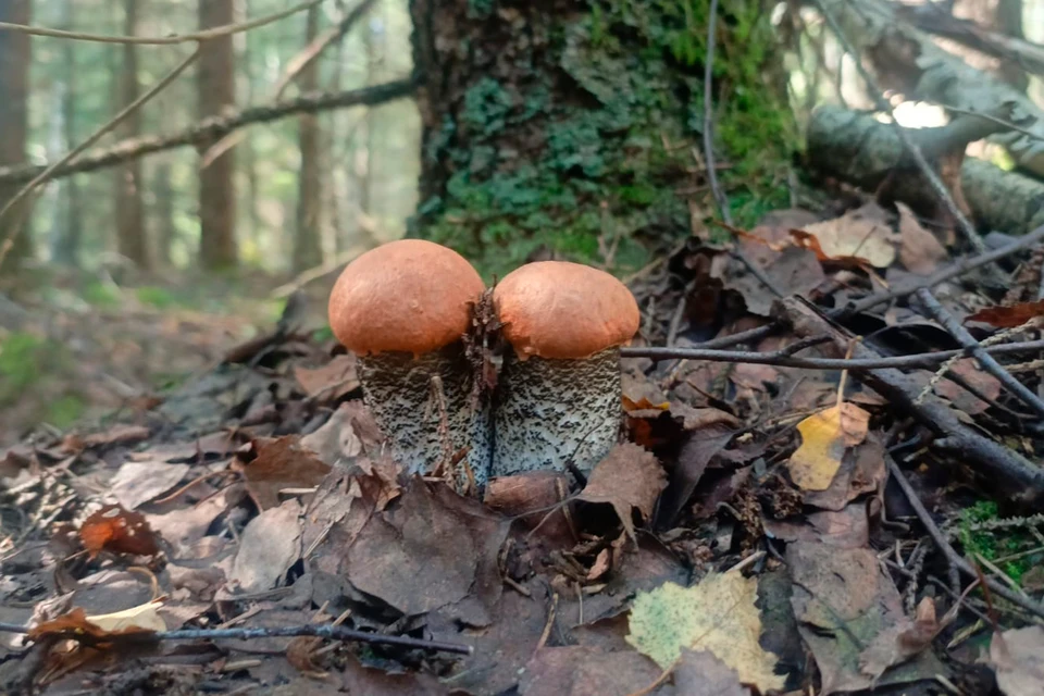 Подосиновик. Фото: Личный архив Дмитрия Тихомирова