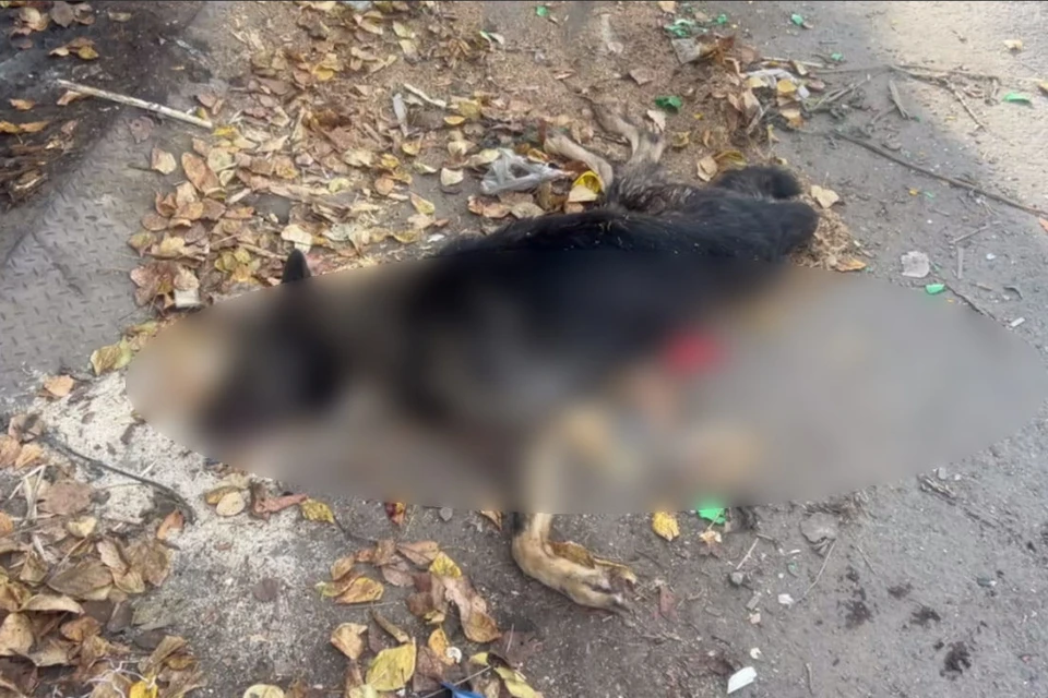 В Нижнем Новгороде жестоко убили домашнюю собаку. Фото: "Зоопатруль НН".