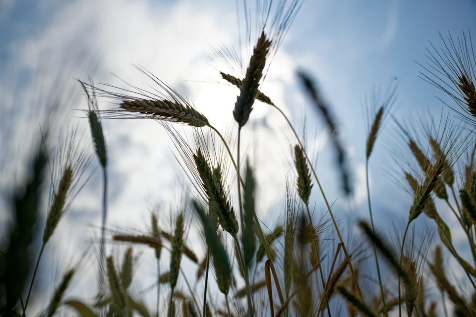 Ситуация требует оперативного вмешательства контролирующих органов.