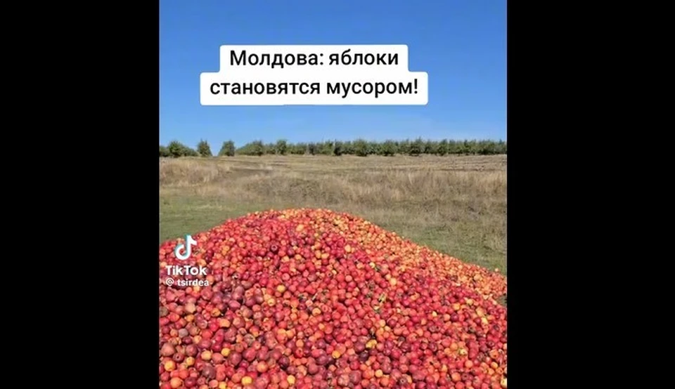 Яблоки опять выбрасывают на обочину в Молдове. Фото: скриншот видео
