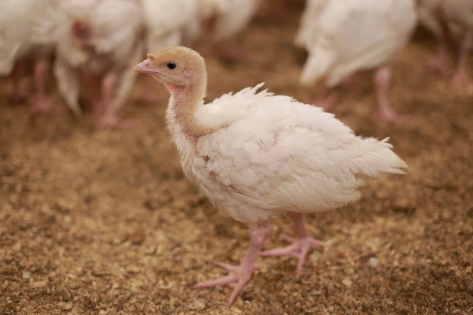 Донскую продукцию ценят и в Узбекистане, и в ОАЭ.