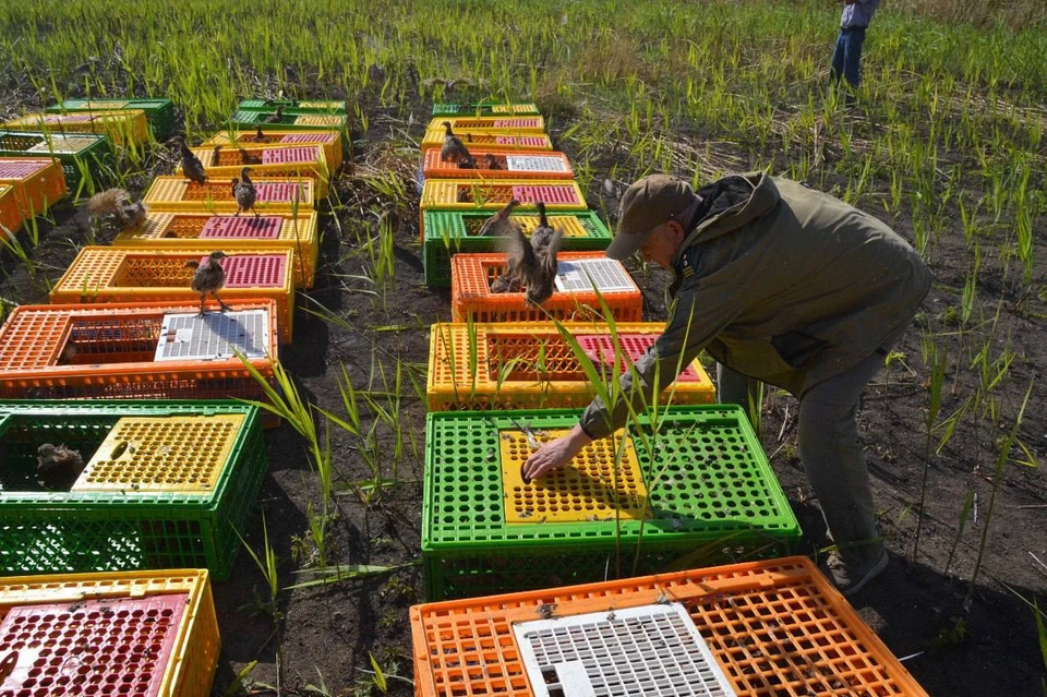 На Кубани выпустили две тысячи фазанов. Фото: минприроды Кубани