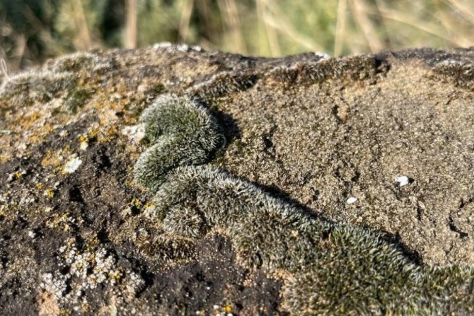 Ученые Казанского федерального университета провели экспедицию в Азнакаевский район. Фото: КФУ
