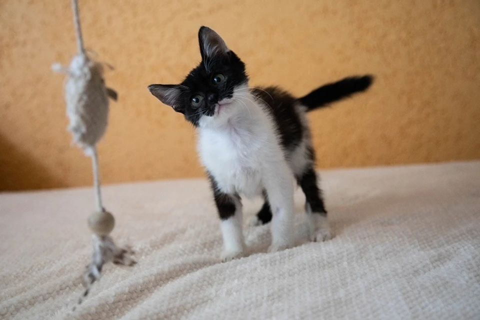 Не только котята, но и взрослые кошки способны наглотаться ниток и оказаться на операционном столе.
