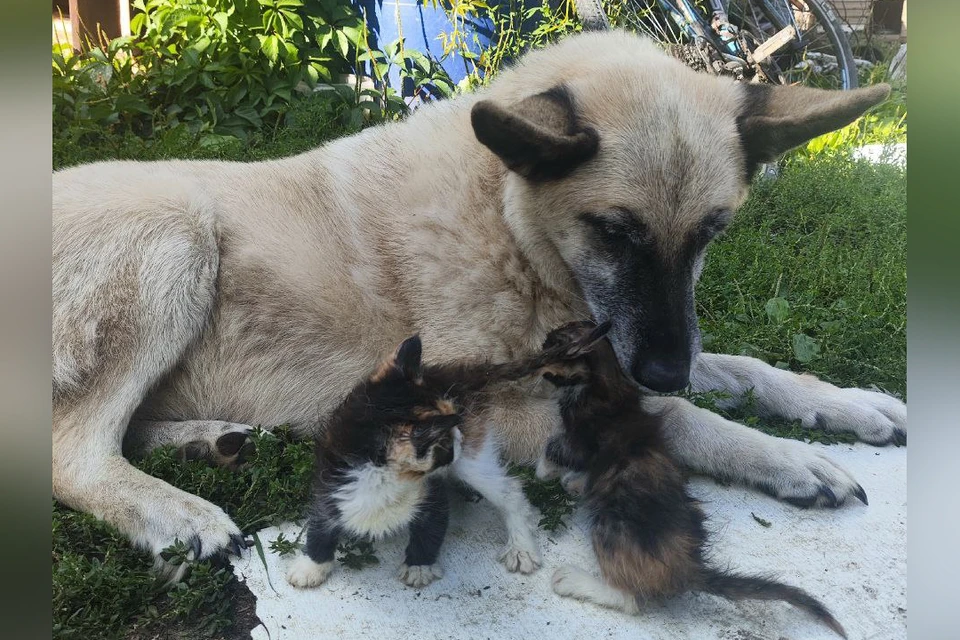 Собака Ежка из нижегородского приюта заменила мать бездомным котятам. Фото: "Ежкин дом".