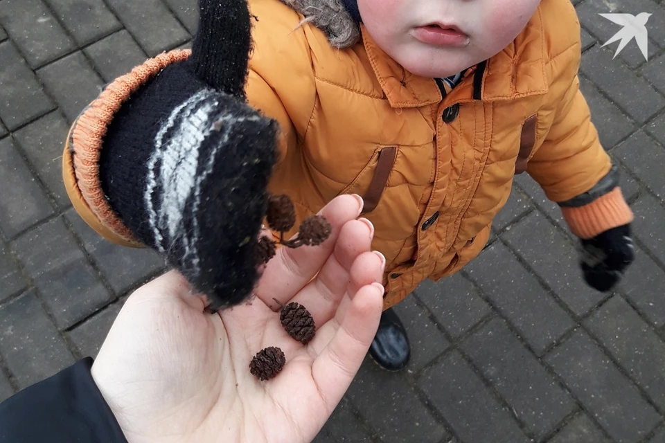 Некоторые шишки запрещено собирать в лесах Беларуси. Фото используется в качестве иллюстрации: архив «КП».