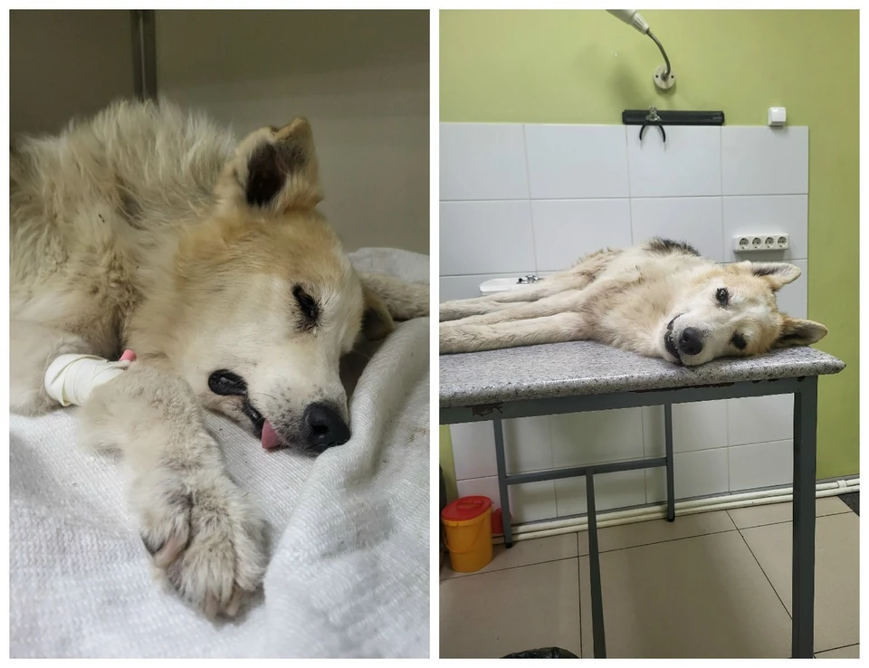 Фото: группа «Приют ДОБРЫЙ Северо-Запад» в соцсети «ВКонтакте».