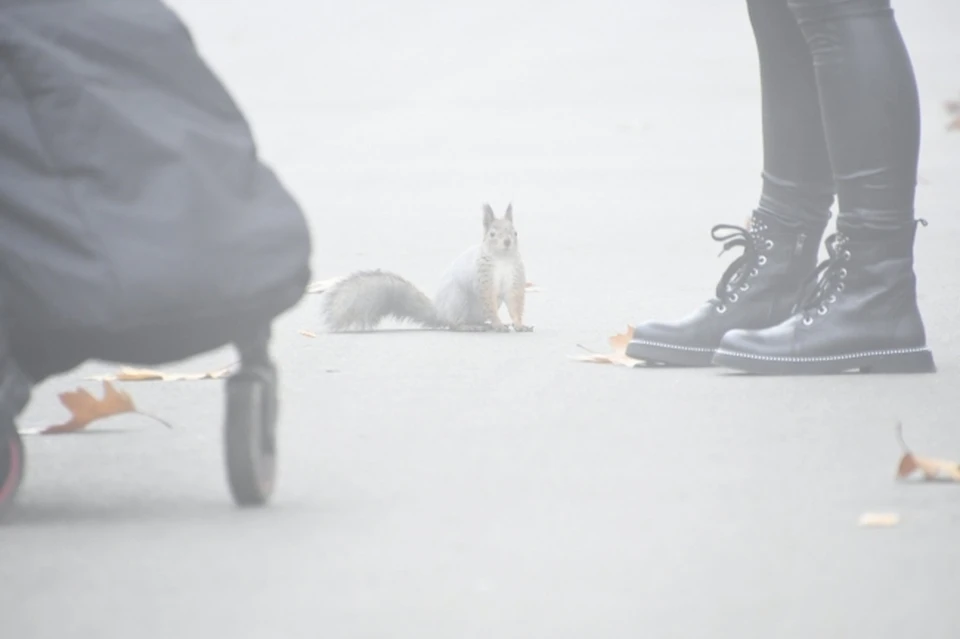 В Сыктывкаре осадков не обещали