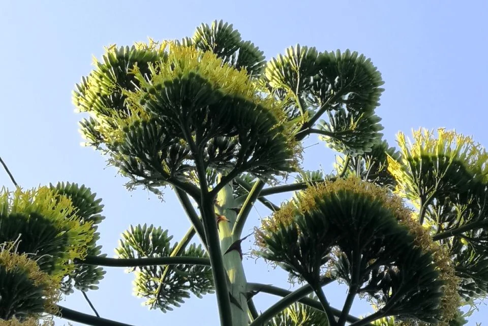 Летом яркие соцветия радовали туристов