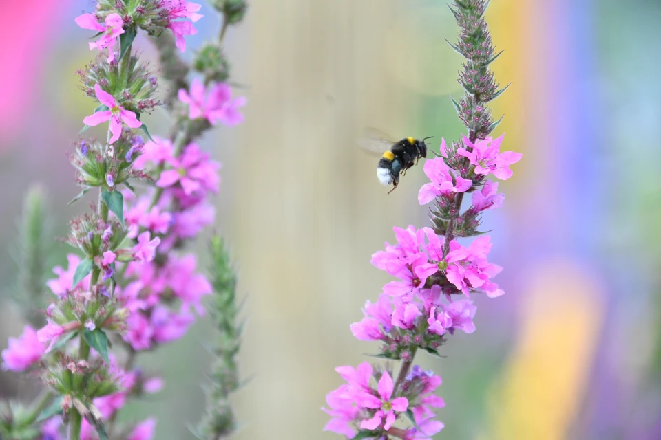 Выявленные нарушения могли привести к гибели пчел.