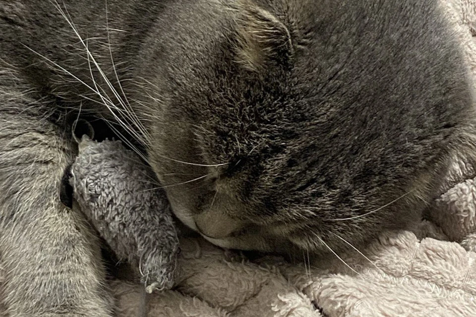 Сейчас кот уже вне опасности