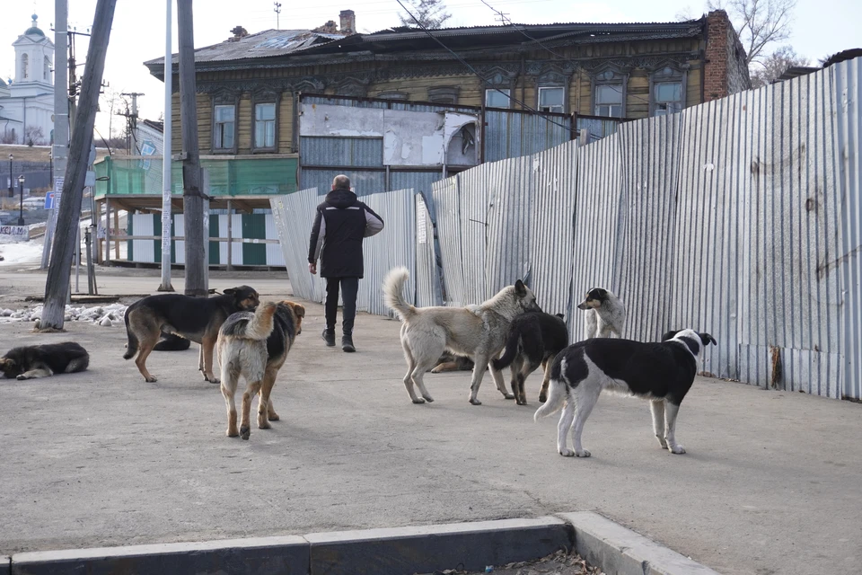 Жителей Бийска беспокоят бродячие собаки.