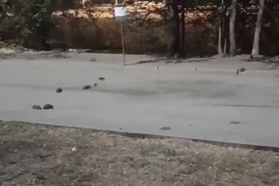 Со слов жильцов, многочисленные обращения в управляющую компанию остаются безрезультатными. Фото: t.me/chp_samara