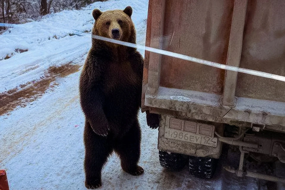 Фото: «КрайДЭО»