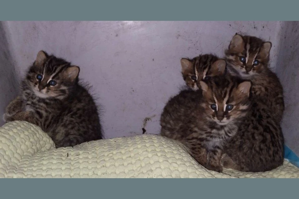 Котятам сейчас не больше месяца. Фото: Центр «Тигр»