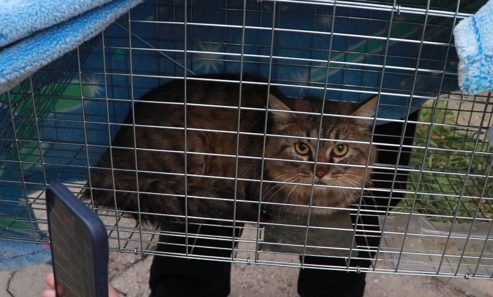 Трехмесячная «вахта» кота-энергетика закончилась. Теперь его главная работа — радовать свою семью.