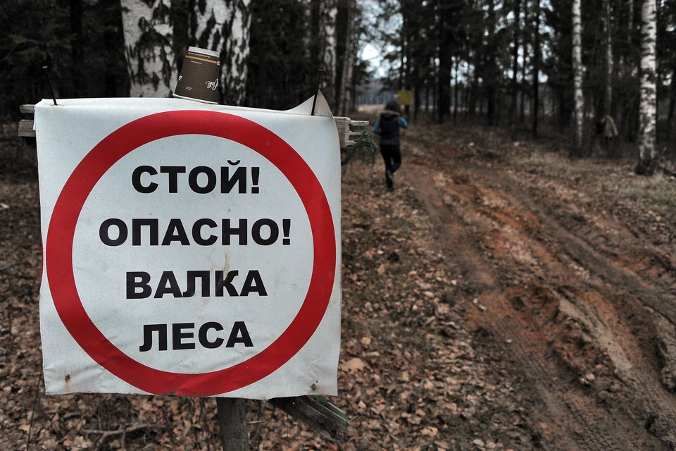 Перед масштабной стройкой вырубили даже деревья, занесенные в Красную книгу России.