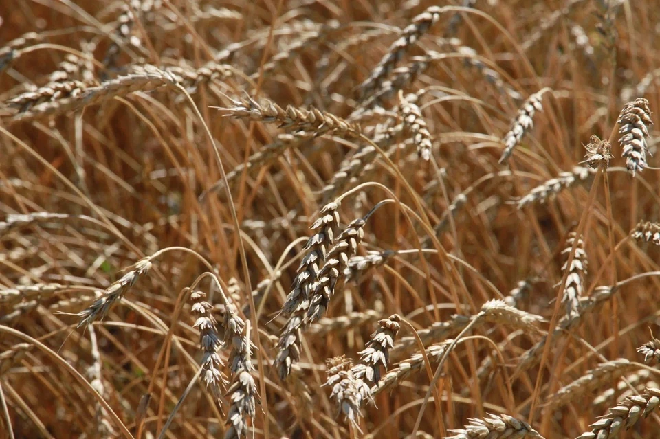 В годы войны был тюремный срок даже за несколько украденных колосков