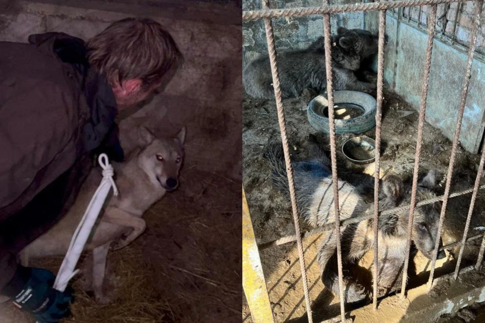 Из нелегального зоопарка вывезли птиц, зверей и змей. Фото: соцсети Светланы Радионовой/Волжская межрегиональная природоохранная прокуратура