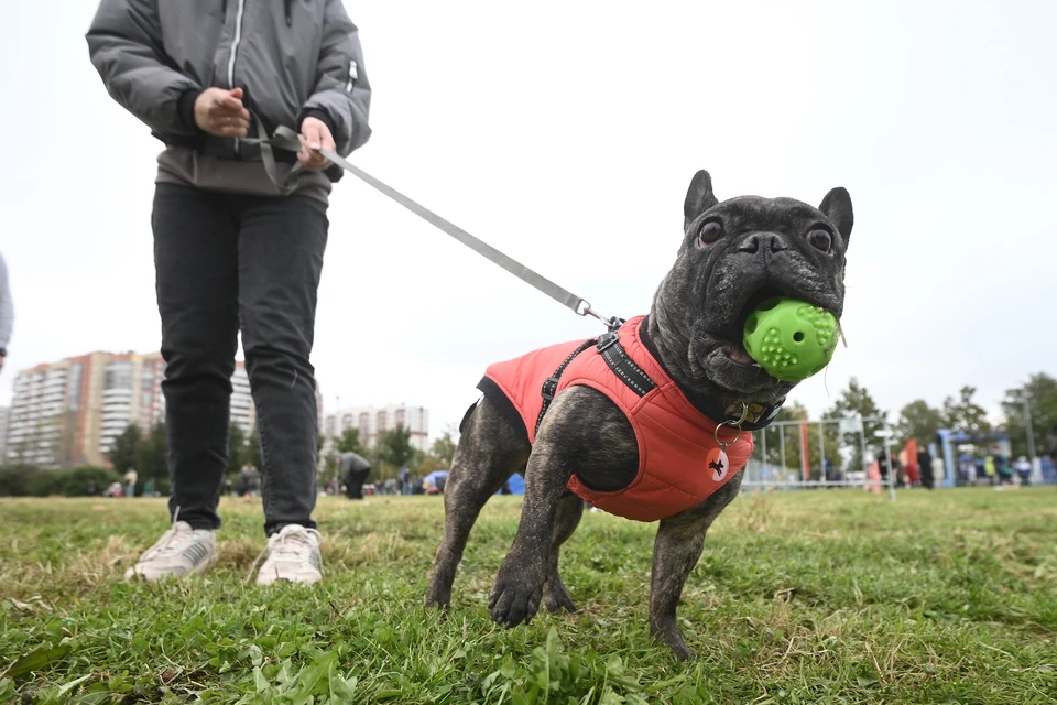 В Северной столице во втором чтении приняли законопроект о содержании собак. К чему готовиться их хозяевам?