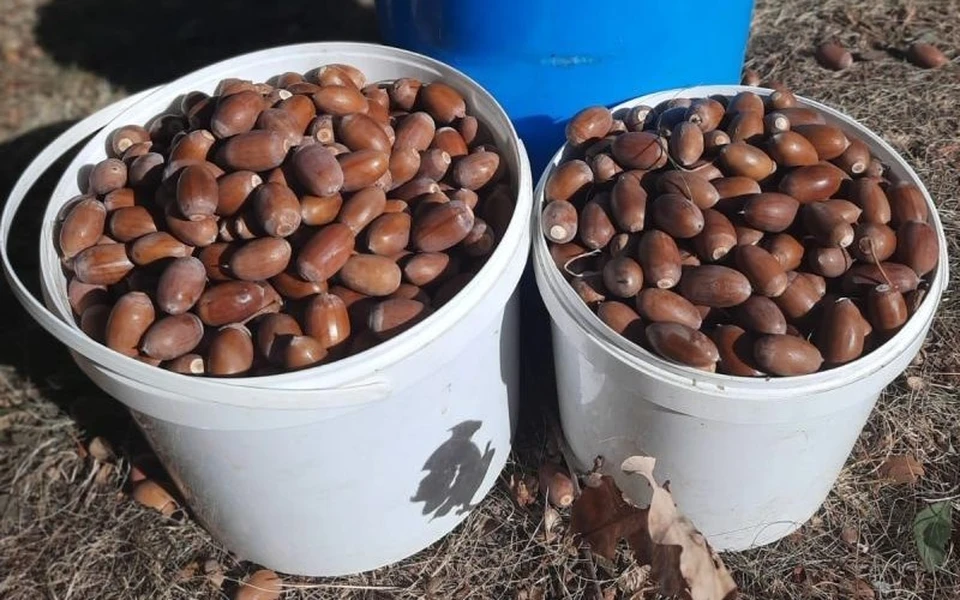 Фото: Управление лесами Орловской области