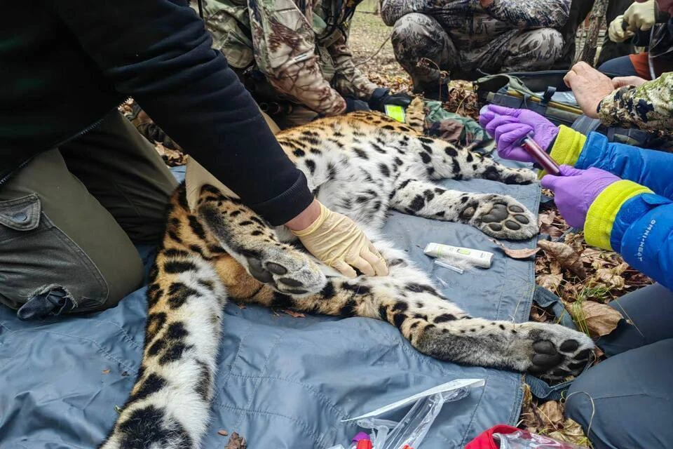 Взрослый пятилетний самец носит имя Leo 285M стал третьим Фото: «Земля леопарда»/@amurleo_land