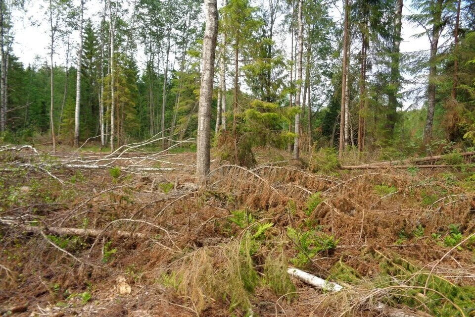 Эти поля давно не видели плуга. Фото: Управление Россельхознадзора по Тверской и Ярославской областям.