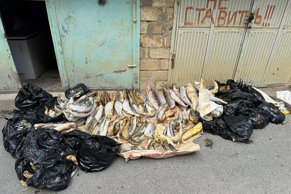 В одном из гаражей во дворе частного дома было обнаружено 129 кг осетрины, 82 кг белорыбицы и 12,5 кг черной икры. Фото: Южного отдела рыбоохраны Северо-Кавказского ТУ Росрыболовства