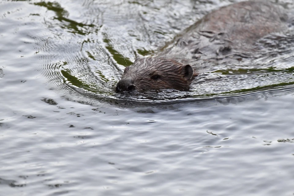 В Новосибирской области разрешили отстрел бобров и одной лисицы.