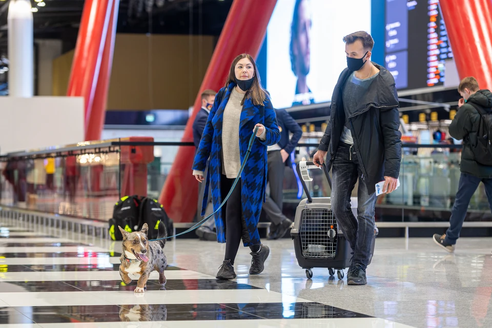 298 домашних питомцев из Приморья отправились за рубеж с начала года