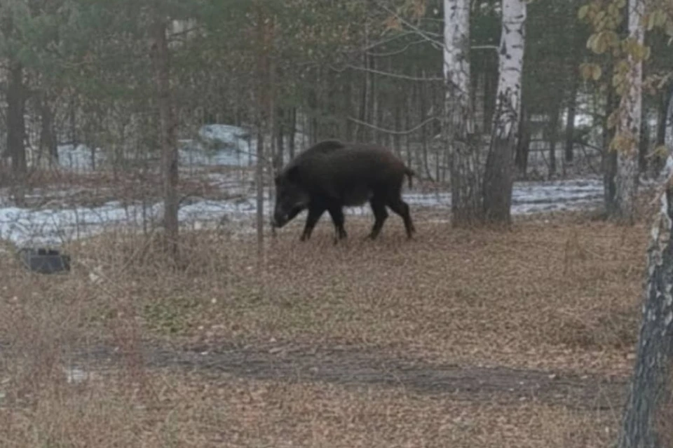 В чатах появилось это изображение кабана. Фото: соцсети
