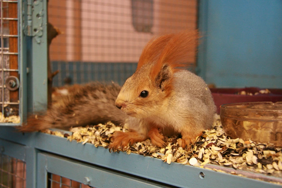 Женщина заявила, что зверька убила собака, а она лишь пыталась помочь.