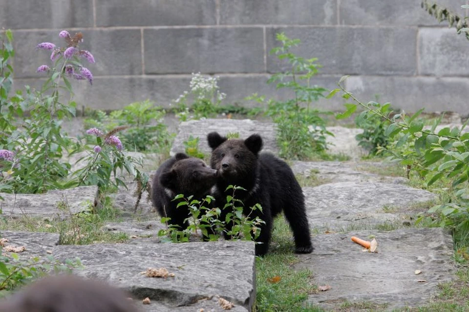 В Сочи ищут способ отпугнуть медведей от жилых районов