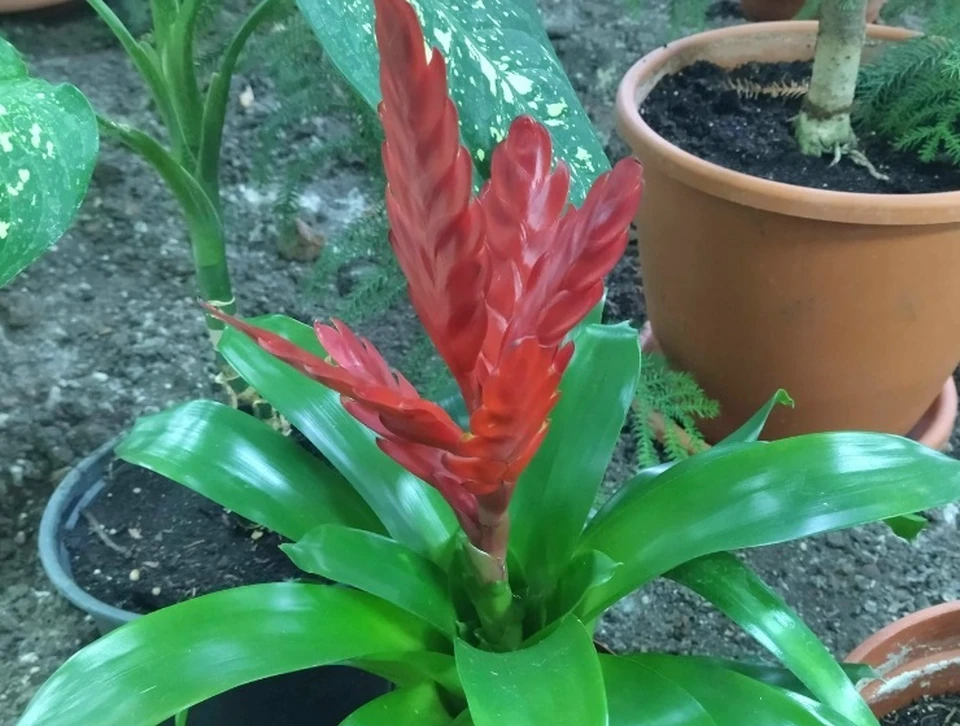 Фото: зимний сад ДДюТ Владимира