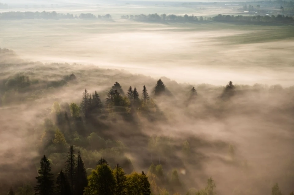 В Пермском крае на аукционе продали 30 участков леса