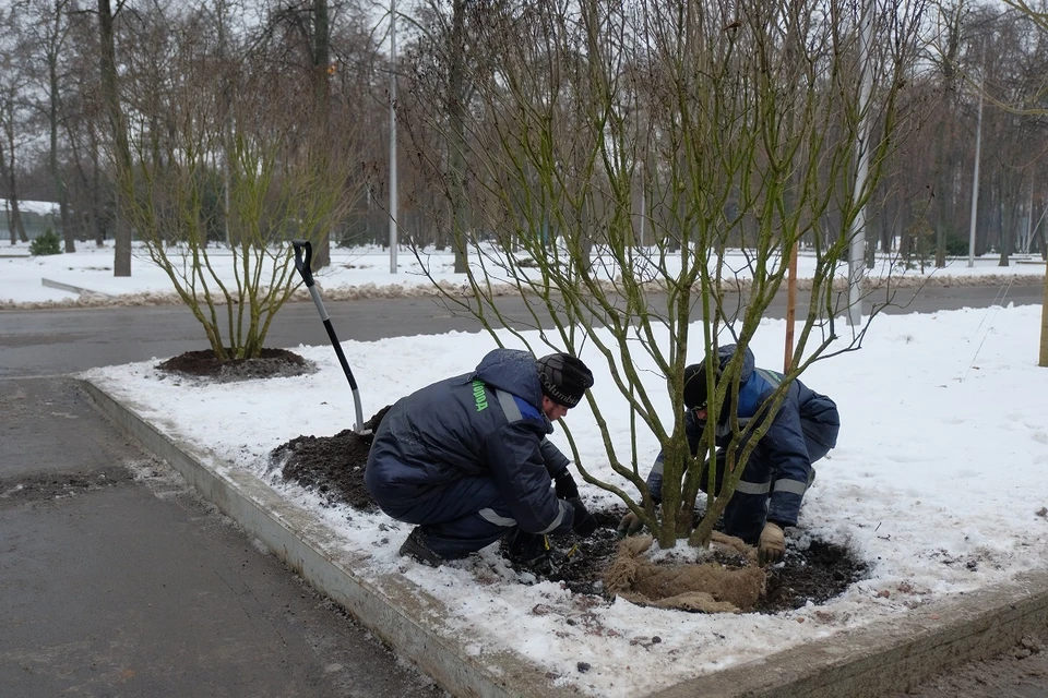 В Новосибирске завершили озеленение Центрального района.