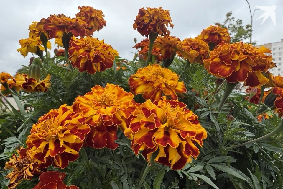 Узнали, что можно и нельзя делать 24 октября, когда празднуют Филиппов день. Снимок носит иллюстративный характер. Фото: архив «КП»