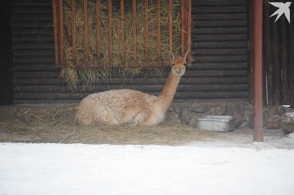После последней проверки женщину оштрафовали на 30 тысяч рублей по частям 1 и 2 статьи 8.53 КоАП РФ.