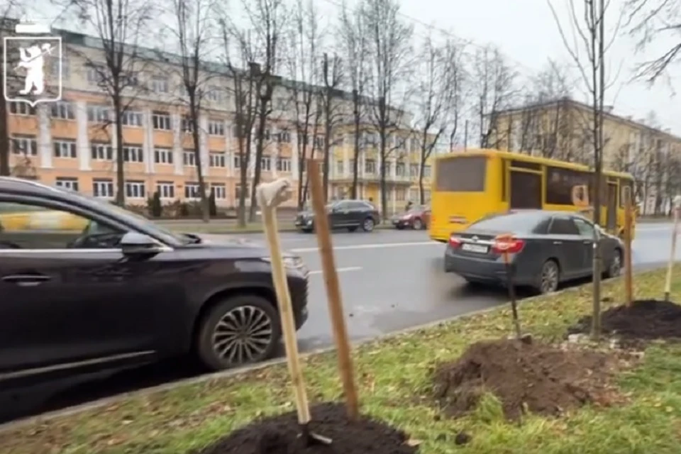 На улице Свободы появилась липовая аллея.